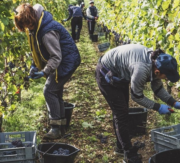 Travailleurs occasionnels agricoles :