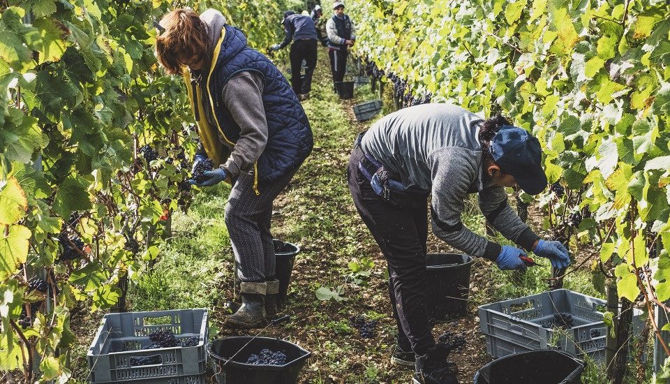 Travailleurs occasionnels agricoles :