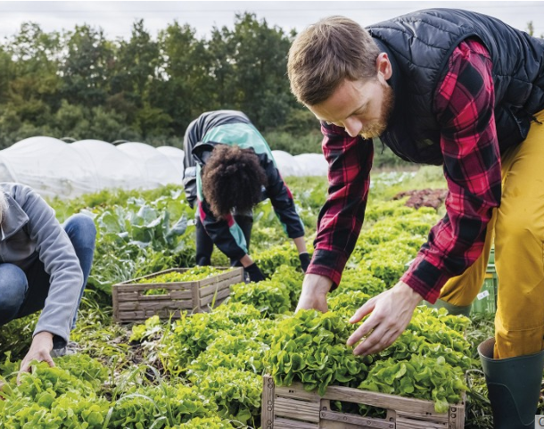 Exploitants agricoles : les nouveautés fiscales pour 2024