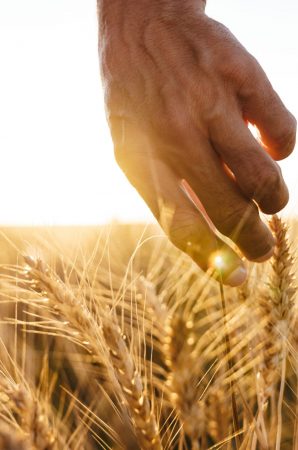 Cropped image of man examining harvest at cereal field