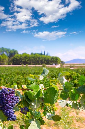 bobal wine grapes ready for harvest in Mediterranean vineyard